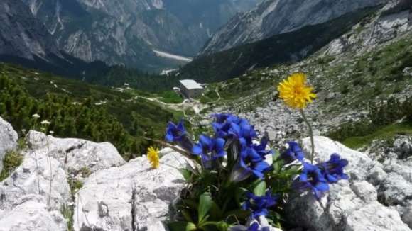 Fiori di montagna